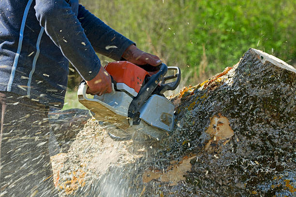 Best Utility Line Clearance  in Buckner, MO